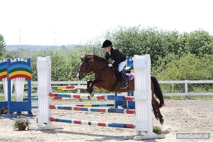 New Forest Stella Nova billede 10