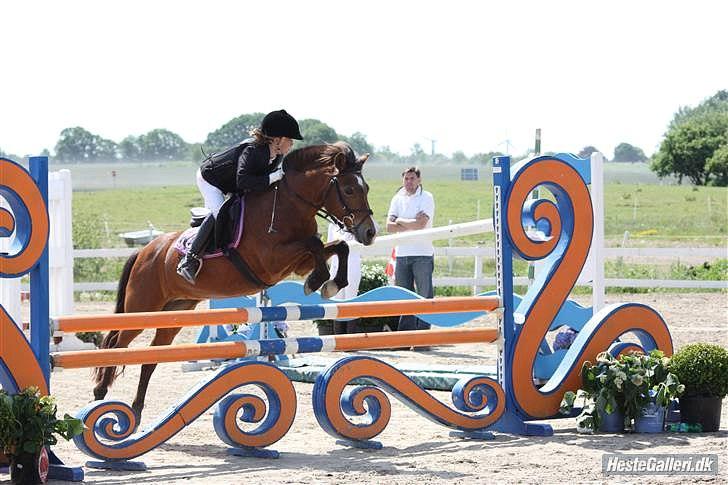 New Forest Stella Nova billede 11