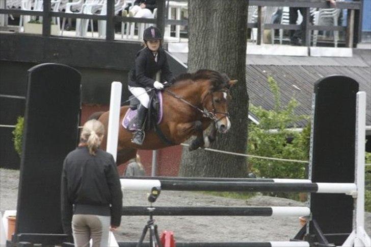 New Forest Stella Nova billede 12