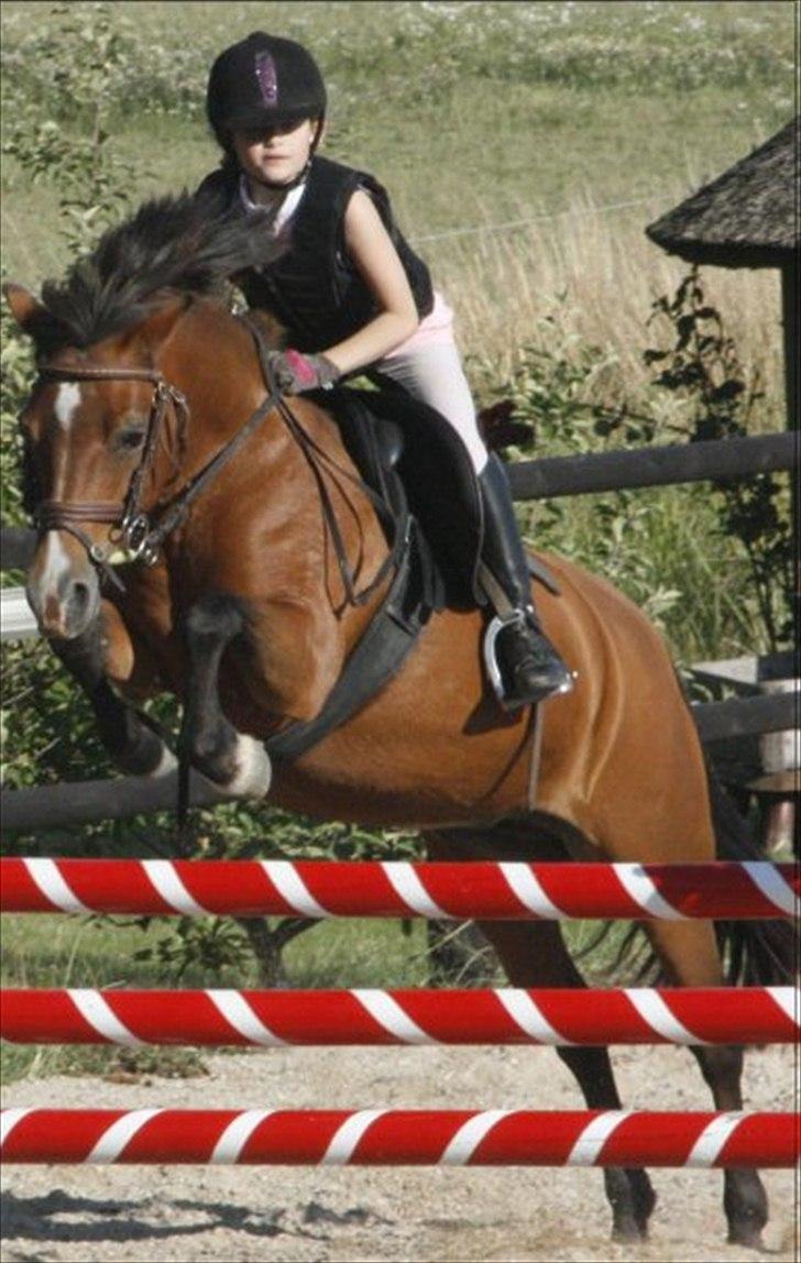 New Forest Stella Nova billede 13