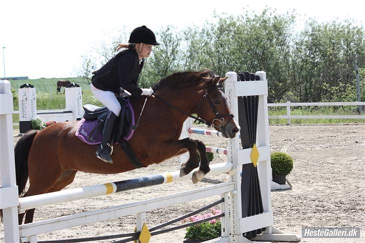 New Forest Stella Nova billede 14