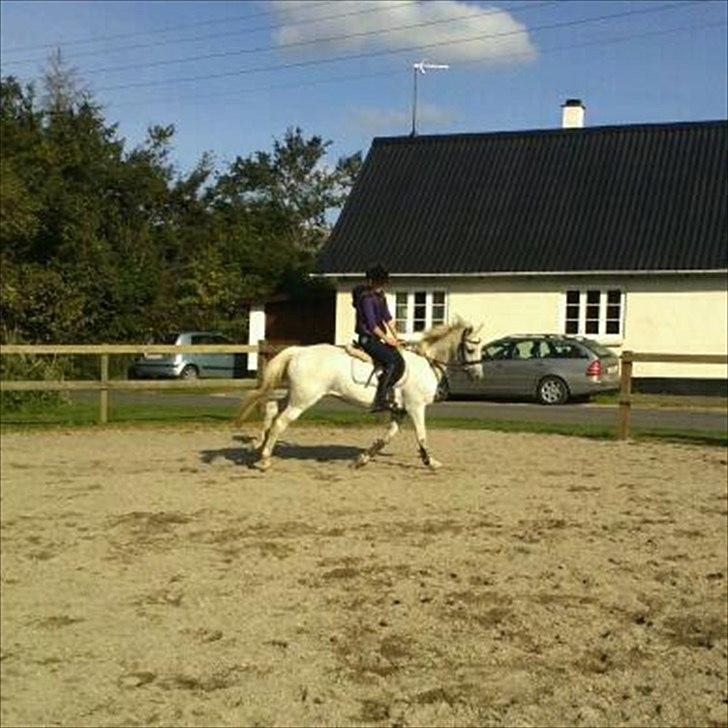 Anden særlig race Snowflake billede 8