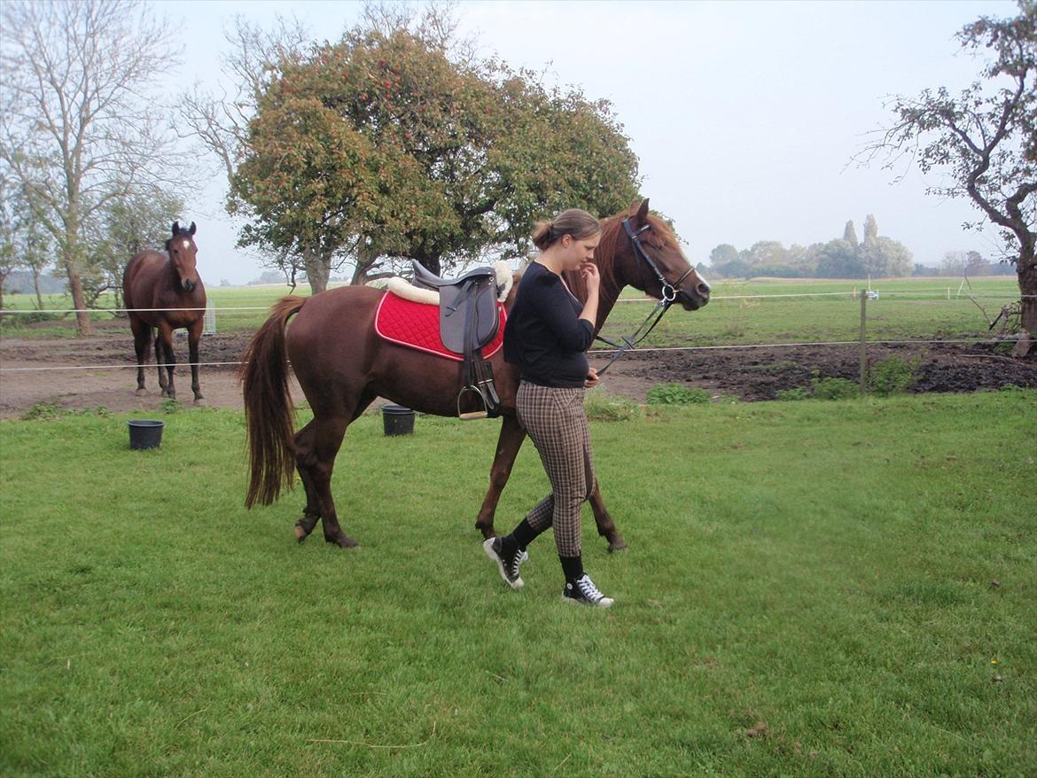 Palomino Golden Pegasus Cassiopeia - Cassiopeia med sadel og hovedtøj på billede 18