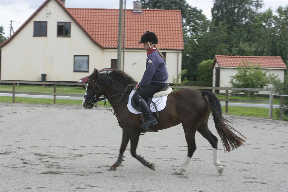 DSP Salsmoses Princess billede 2