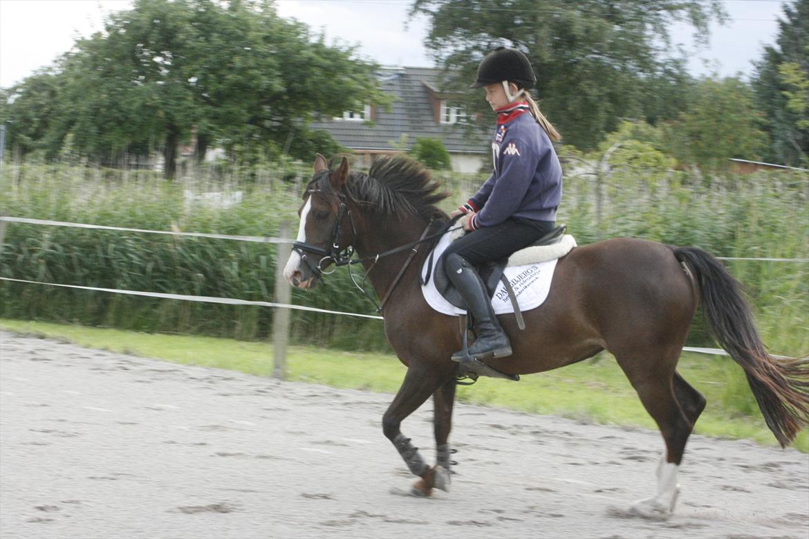 DSP Salsmoses Princess billede 3