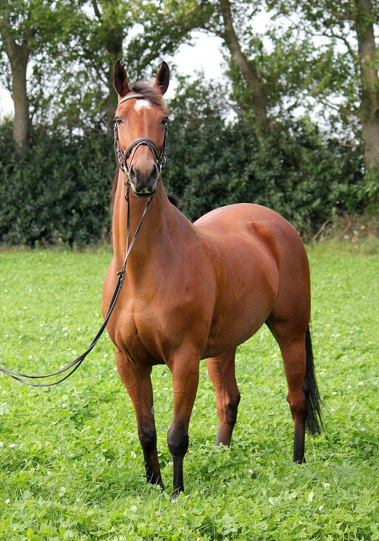 Fuldblod (XX) Amiga billede 18