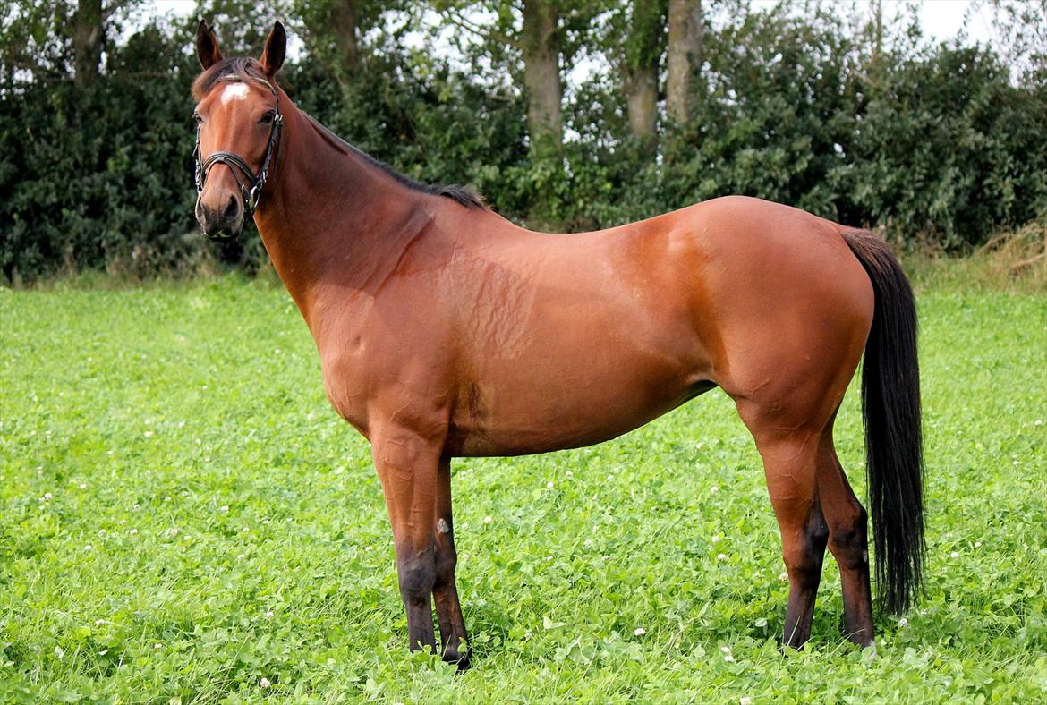 Fuldblod (XX) Amiga billede 19