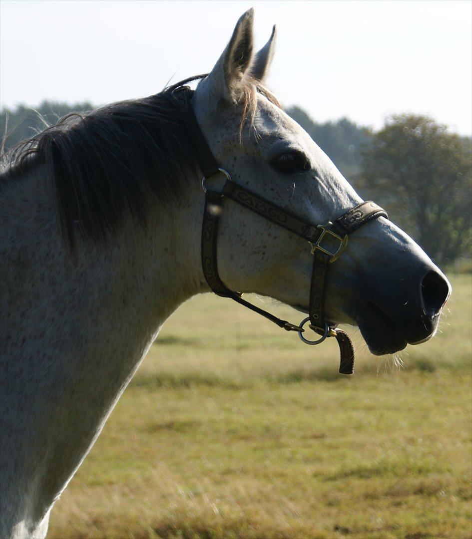 Arabisk fuldblod (OX) Faytima solgt billede 1