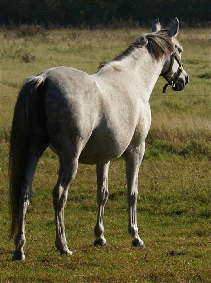 Arabisk fuldblod (OX) Faytima solgt billede 2