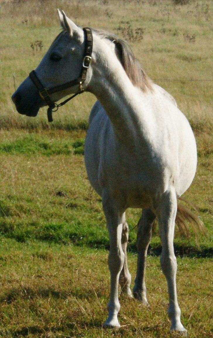 Arabisk fuldblod (OX) Faytima solgt billede 3