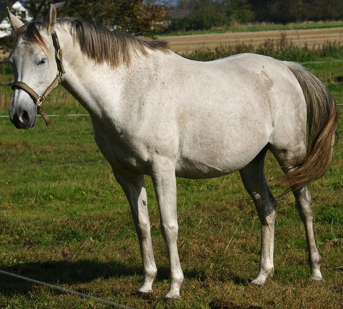 Arabisk fuldblod (OX) Faytima solgt billede 4