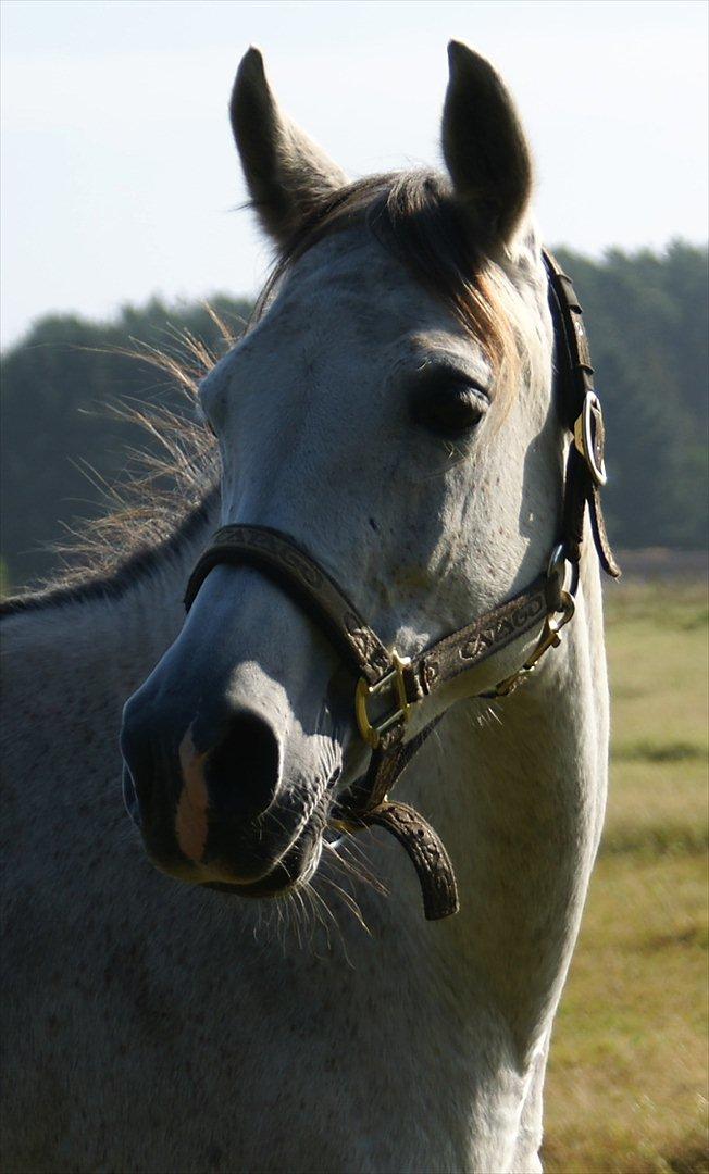 Arabisk fuldblod (OX) Faytima solgt billede 5