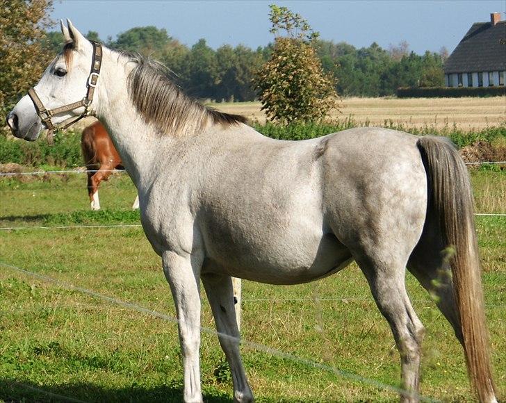 Arabisk fuldblod (OX) Faytima solgt billede 6