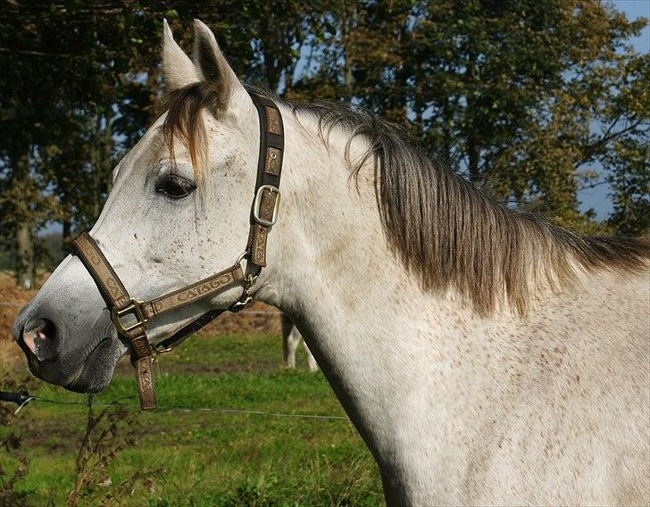 Arabisk fuldblod (OX) Faytima solgt billede 7