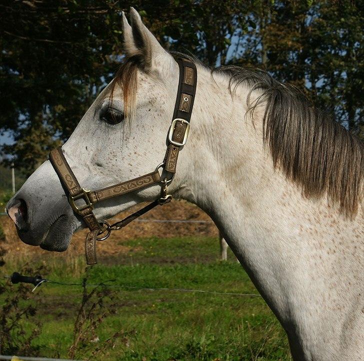 Arabisk fuldblod (OX) Faytima solgt billede 8