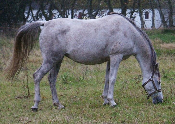 Arabisk fuldblod (OX) Faytima solgt billede 9