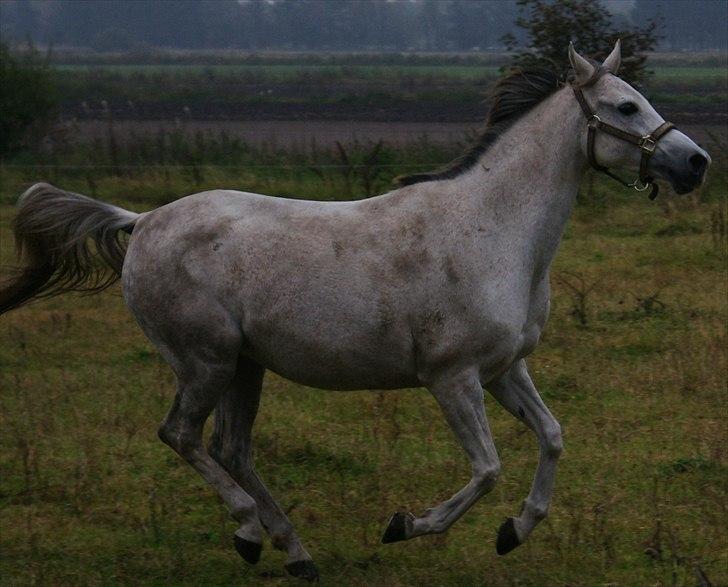 Arabisk fuldblod (OX) Faytima solgt billede 10