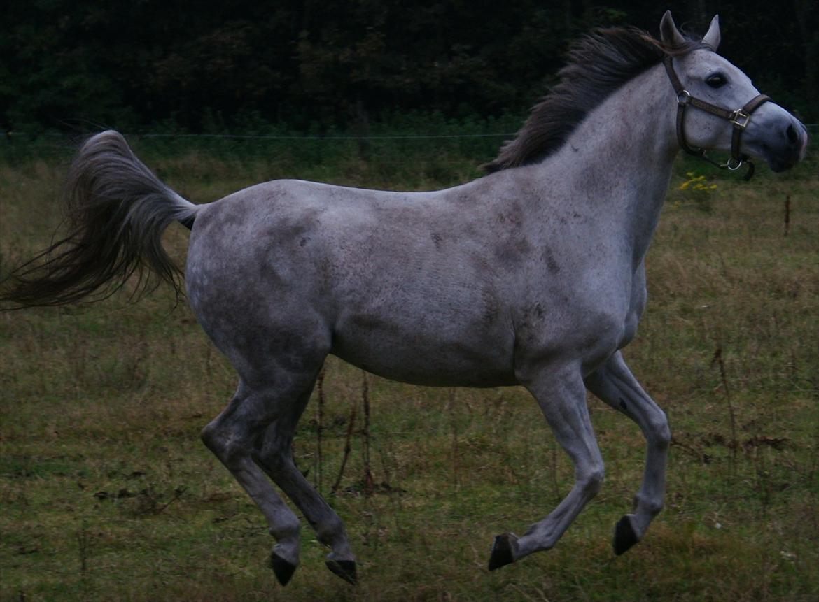 Arabisk fuldblod (OX) Faytima solgt billede 11