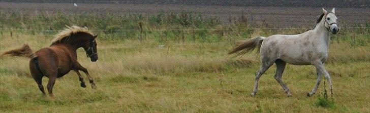 Arabisk fuldblod (OX) Faytima solgt billede 12