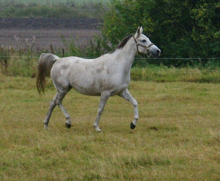 Arabisk fuldblod (OX) Faytima solgt billede 13