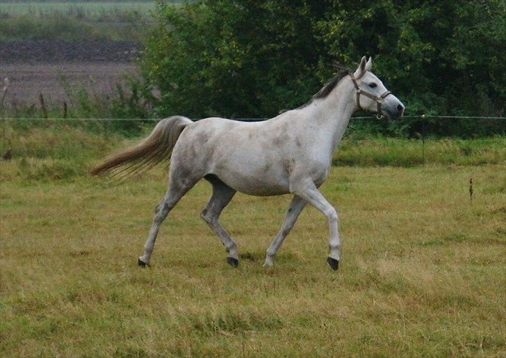 Arabisk fuldblod (OX) Faytima solgt billede 14