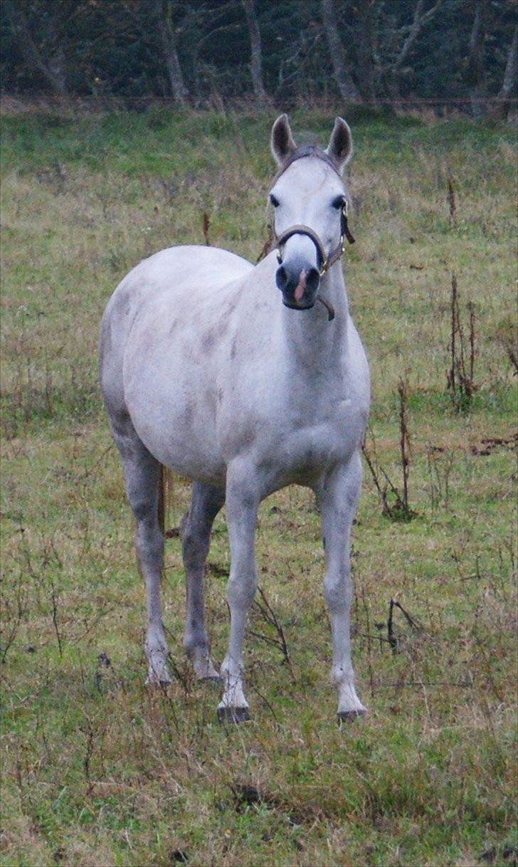 Arabisk fuldblod (OX) Faytima solgt billede 15