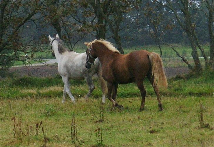 Arabisk fuldblod (OX) Faytima solgt billede 16