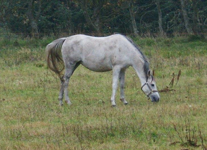 Arabisk fuldblod (OX) Faytima solgt billede 17