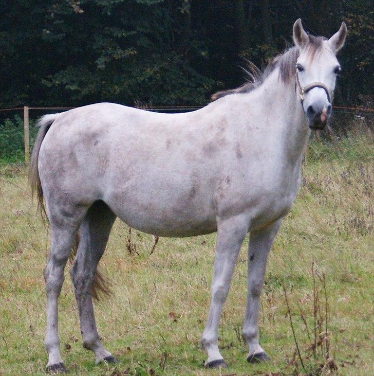 Arabisk fuldblod (OX) Faytima solgt billede 18