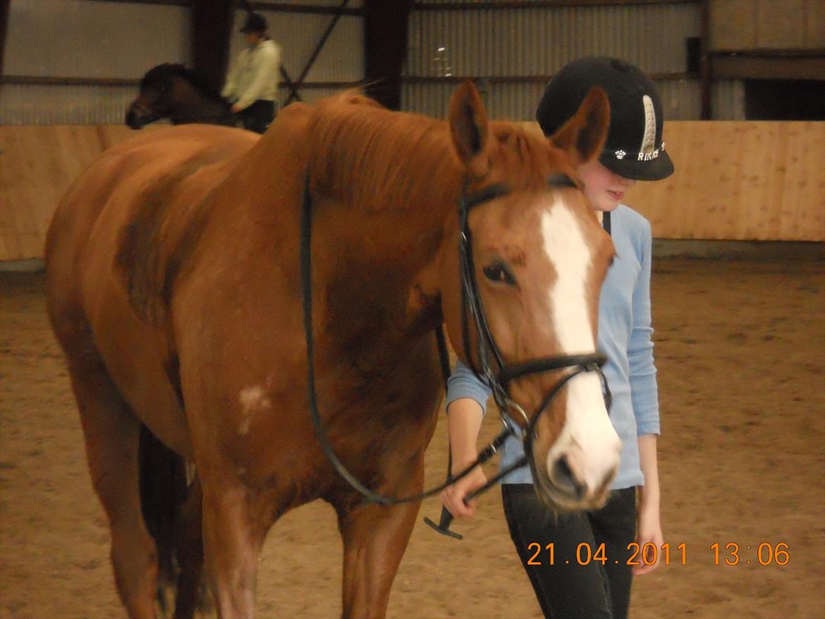 Dansk Varmblod Candy Floss billede 5