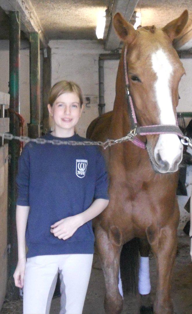 Dansk Varmblod Candy Floss - i stalden før stævne billede 4