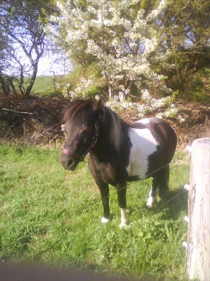 Shetlænder Mamma Mia (lille brors hest) billede 15
