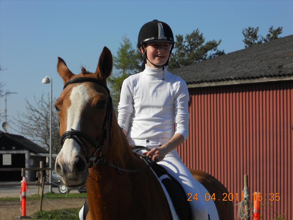 Dansk Varmblod Candy Floss - inde stævne
søde hest<3 billede 1