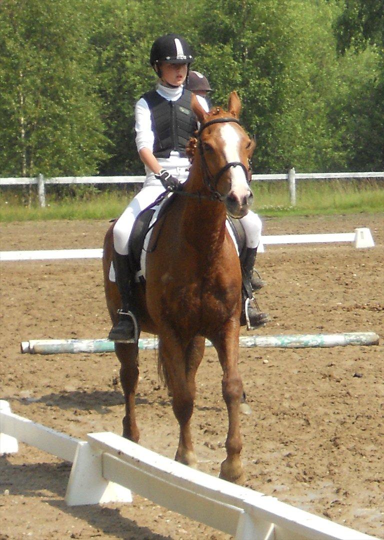 Dansk Varmblod Candy Floss - Inden vi skulle ind til springstævne billede 3