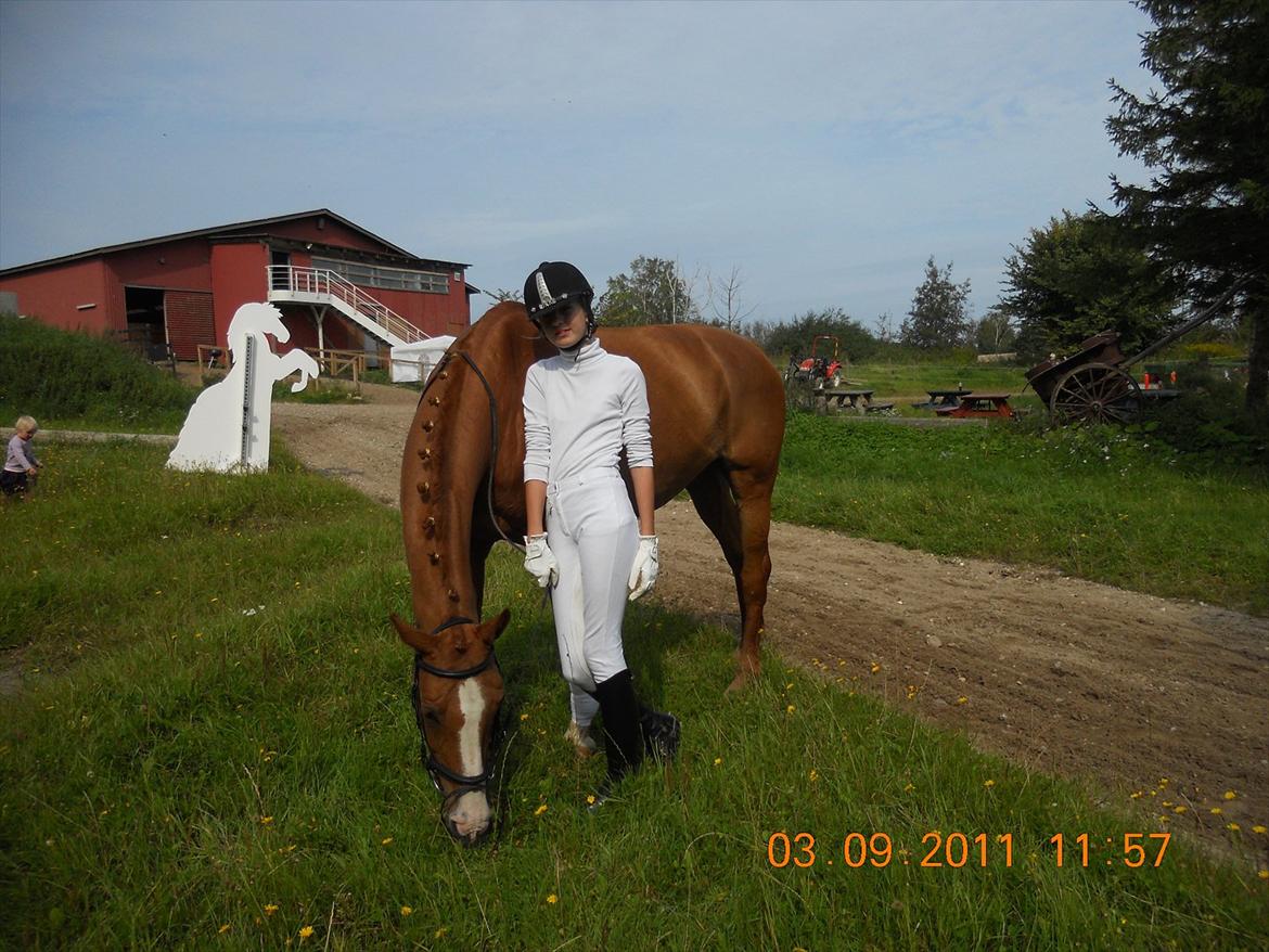 Dansk Varmblod Candy Floss - lille græs pause til stævne inden vi skulle ind anden gang billede 2
