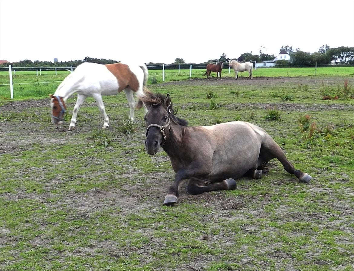 Konik Polski | Konik - Ponien har lige rullet sig (:
Foto: mig billede 9