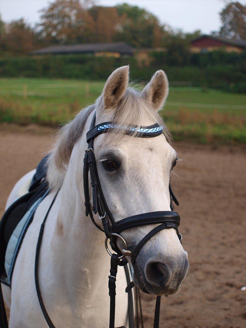 Welsh Pony (sec B) Black Beauty A-pony SOLGT <3 :,( - Budi med hans gamle hovdetøj og med mit sponser pandebånd fra INNRIDER <3 billede 7