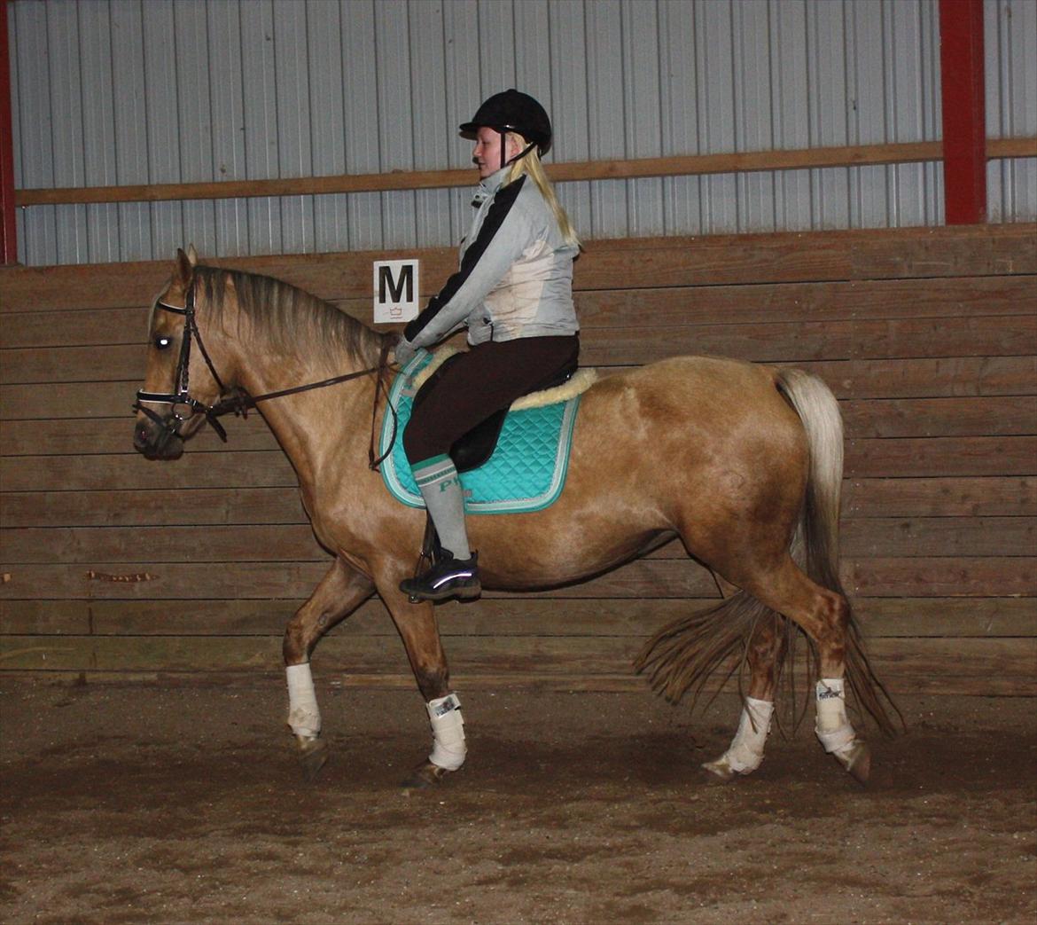 Palomino Surprise (har lånt) billede 13