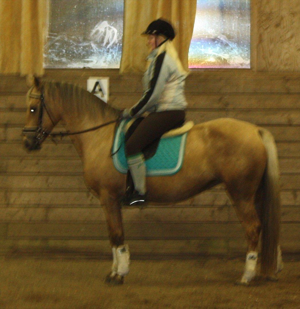 Palomino Surprise (har lånt) billede 14