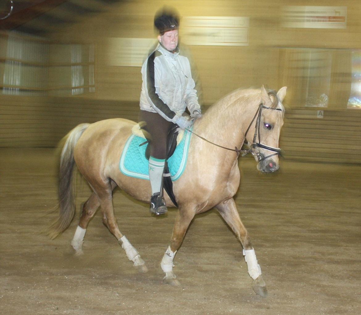 Palomino Surprise (har lånt) - Undskyld kvaliteten billede 15