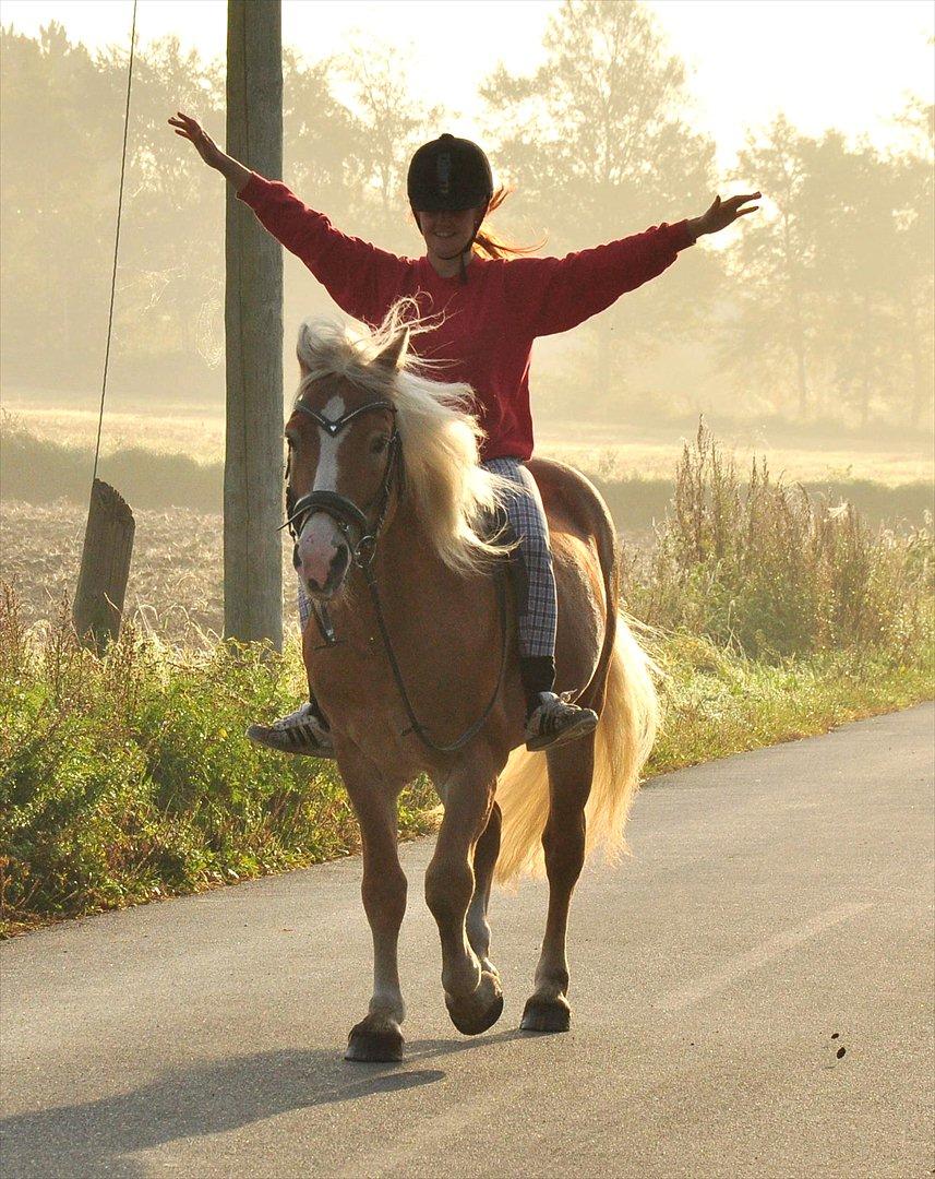 Haflinger Nasti-D HAH 25 AVLSHINGST - Nasti & jeg i morgensolen d.29/9 2011 billede 15