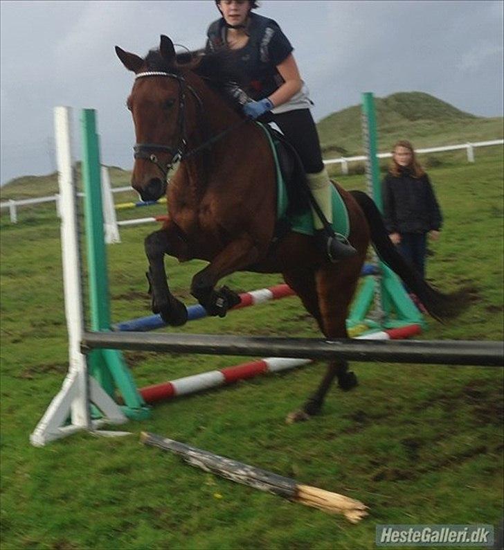 Traver Flying Corona (Fly) billede 9