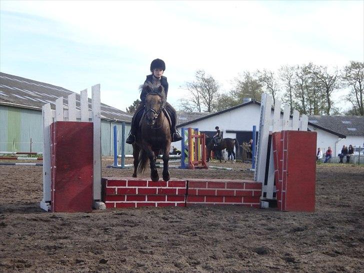 Anden særlig race Laban  billede 3