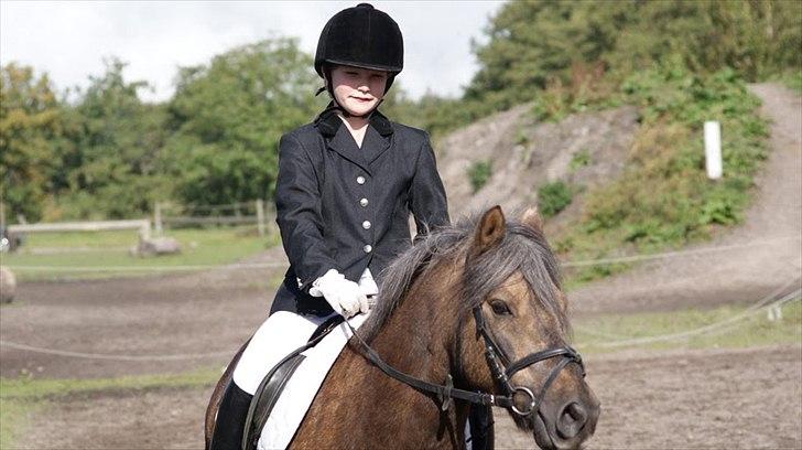 Anden særlig race Laban  - Opvarmning til mit første stævne på ham ;) billede 4