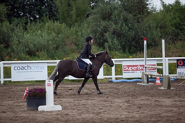 Anden særlig race Laban  - Æresrunde højre volte kort galop :)   billede 12