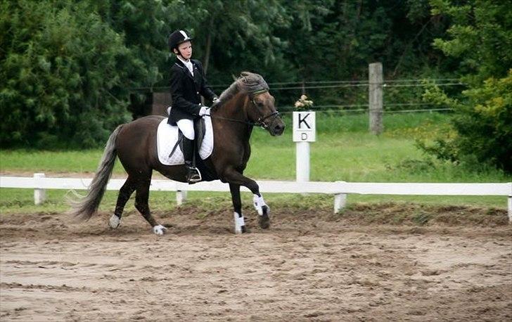 Anden særlig race Laban  - Dressur i JMR 3 plads i LD1:) Her er det LC1 :) billede 13