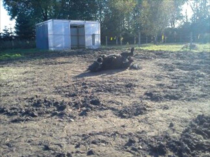 Shetlænder maggi billede 18