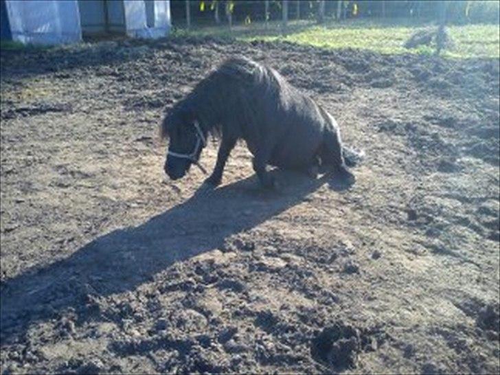 Shetlænder maggi billede 19