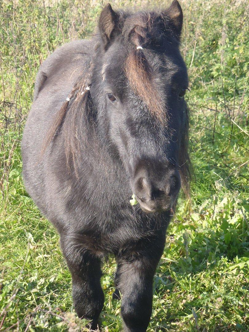 Shetlænder Black Stallion VBS billede 14