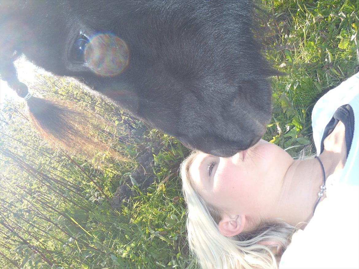 Shetlænder Black Stallion VBS billede 3